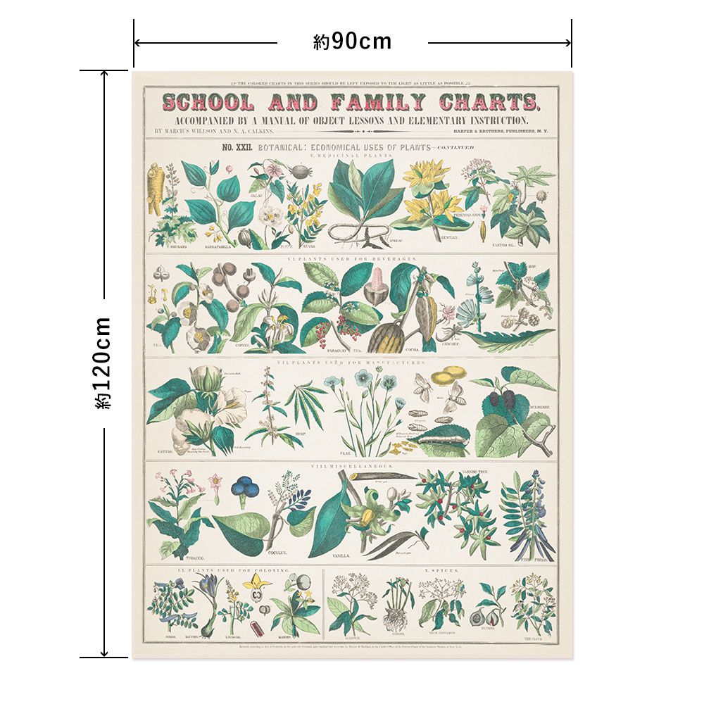 Hattan Art Poster ハッタンアートポスター botanical: economical uses of plants / HP-00017 LLサイズ(90cm×120cm)