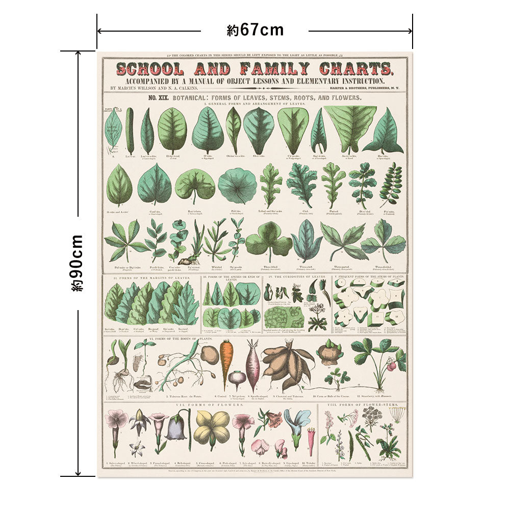 Hattan Art Poster ハッタンアートポスター School and family charts, Botanical / HP-00199 Lサイズ(67cm×90cm)