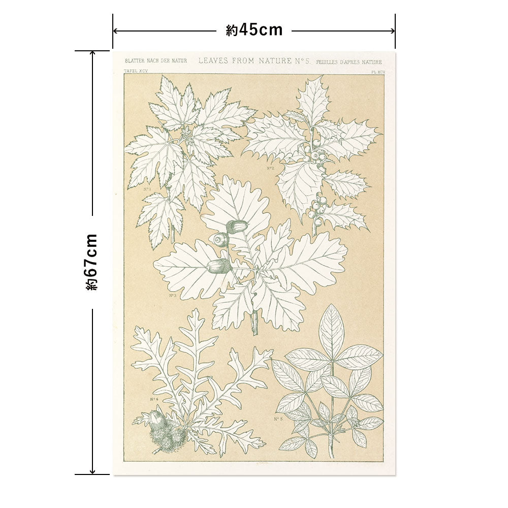 Hattan Art Poster Leaves from Nature No.5 / HP-00261 M size (45cm x 67cm)