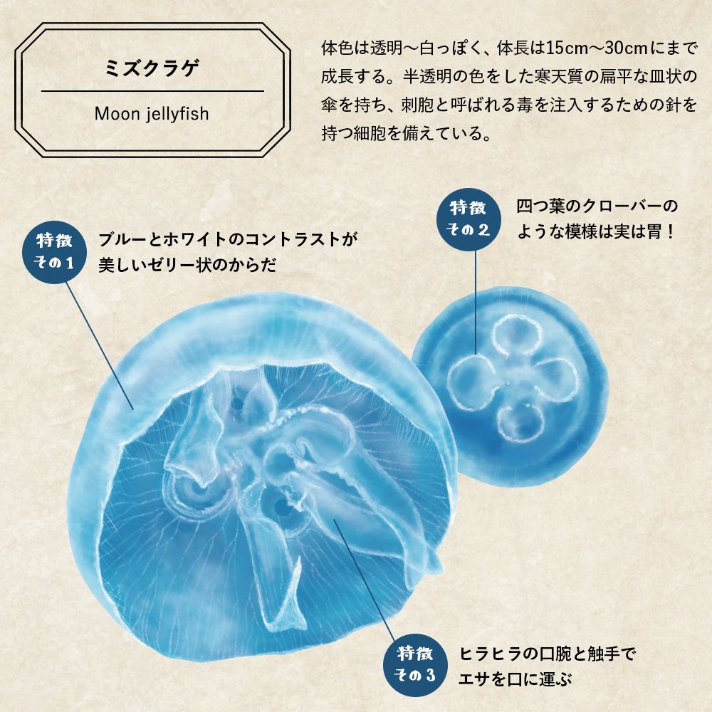 Transparent KURAGE Window Sticker Jellyfish Window Sticker A Set WDST-KRG-01