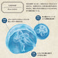 Transparent KURAGE Window Sticker Jellyfish Window Sticker A Set WDST-KRG-01