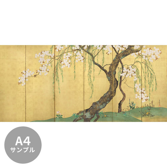 [Sample] Peelable wall mural, no adhesive, Sakai Hōitsu, Cherry Blossoms and Maples Screen (right panel)